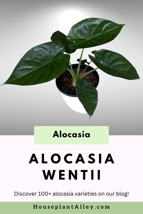 Alocasia Wentii plant in a pot, with dark green leaves on a gray background. Alocasia Plant Varieties, Alocasia Plant Care, Alocasia Wentii, Alocasia Varieties, Alocasia Plant, Plant Varieties, Plant Care Tips, Indoor Jungle, Ornamental Plants