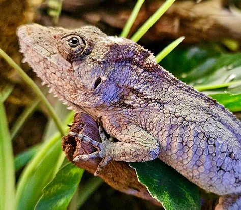 Cuban false chameleon. Super chill, easy care, and very tolerant of handling. Ours would beg to come out and be held. Come give one a test drive. *cool fact- their favorite treat are snails. Shell and all… Cuban False Chameleon, False Chameleon, Test Drive, Driving Test, Fun Facts, Drive