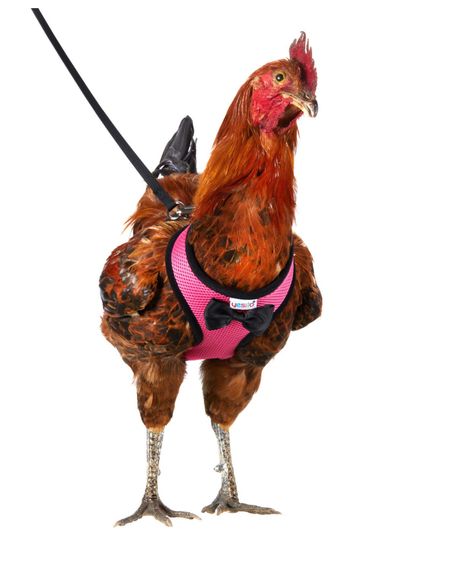 A Harness For Chickens Exists, So You Can Take Your Hen for a Walkcountryliving Chicken Leash, Chicken Harness, Training Chickens, Giant Chicken, Puppy Harness, Crazy Chicken Lady, Chicken Lady, Dog Safety, Pet Chickens