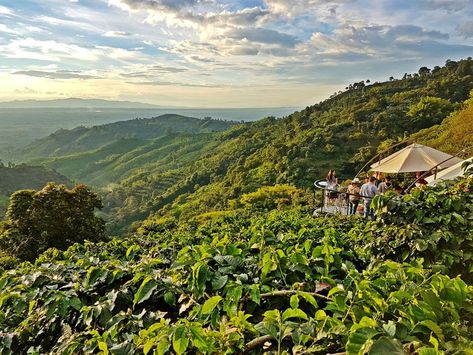 Café San Alberto- Colombia Colombia Coffee Farm, Villa Lifestyle, New York Activities, Colombia Country, Colombia Travel Guide, Tayrona National Park, Colombian Culture, Visit Colombia, Coffee Farm