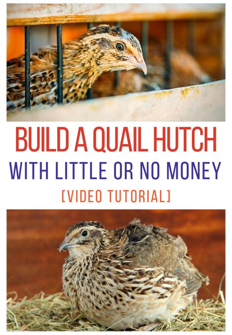 Pet Quail Cage, Quail Pen Diy, Diy Quail Tractor, Pvc Quail Cage, Quail House Diy, How To Keep Quail, Quail Pen Ideas Diy, Quail House Ideas, Easy Quail Coop