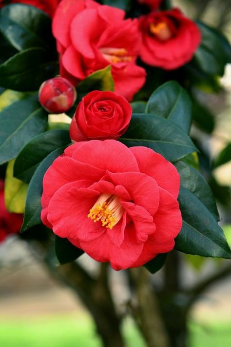 Camellia Red, Fall Blooming Flowers, Red Camellia, Plants That Attract Butterflies, Night Blooming Flowers, Growing Sunflowers, Cardinal Flower, Red Sunflowers, Spring Garden Flowers