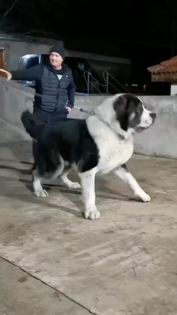 Alabai Dog, Kangal Dog, Caucasian Shepherd, Rare Dogs, Big Dog Breeds, Dog Video, Scary Dogs, Scary Animals, Dangerous Dogs