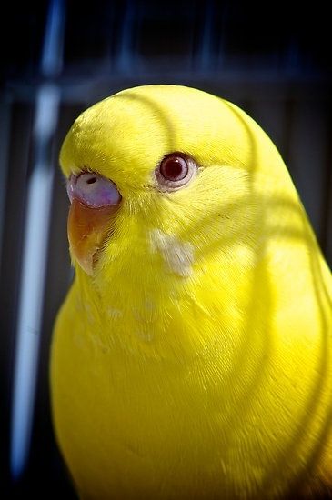 Periquito amarelo Yellow Parakeet, Yellow Things, Parakeets, Yellow Bird, Animal Pics, Journaling Ideas, Exotic Birds, Pretty Birds, Colorful Birds