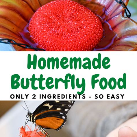 Butterfly Palace: Homemade Butterfly Food Easy DIY! Butterfly Nectar Feeder, Diy Butterfly Feeder How To Make, Butterfly Food Feeder, Butterfly Bath Diy, Butterfly Nectar Recipe, Butterfly Drinking Station, Butterfly And Bee Water Station, Diy Butterfly Garden Ideas, Butterfly Feeders Diy How To Make