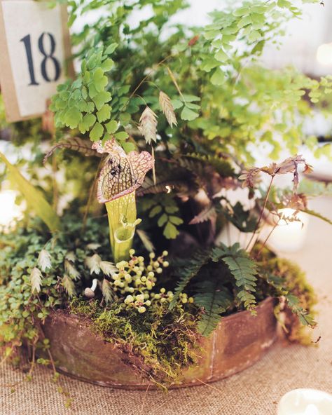 Chelsa and Dennis's Fall Wedding in Upstate New York Rustic Fall Wedding Centerpieces, Moss Centerpiece Wedding, Fern Centerpiece, Sheet Moss, Moss Centerpieces, Moss Wedding, Wedding Centerpiece Ideas, Intimate Outdoor Wedding, Rustic Arrangements