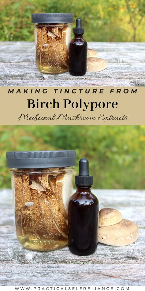 Birch Polypore Recipe, Mushroom Tincture Recipes, Polypore Mushrooms, Birch Polypore, Mushroom Tincture, Tinctures Recipes, Tincture Bottles, Home Apothecary, Herbal Remedies Recipes