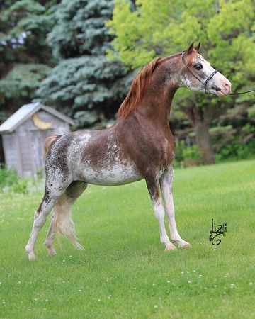 American Shetland Pony, Sabino Horse, English Horses, Shetland Ponies, Mini Horses, Horse Reference, Tiny Horses, Pony Breeds, Miniature Horses