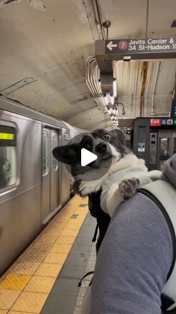 Steve the Cardigan Corgi on Instagram: "Good days start with a subway journey with my human @k9sportsack @mta" Corgi Puppies, Mini Corgi, Corgi Gif, Corgi Smile, Cardigan Corgi, Corgi Running, Corgi Race, Cute Corgi Puppy, Corgi Memes Funny