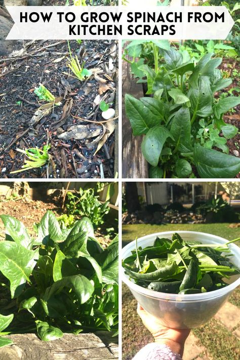 Grow Spinach From Scraps, Grow Vegetables From Scraps, Kitchen Scrap Gardening, Growing Vegetables From Scraps, How To Grow Dill, Garden Preparation, Regrow Vegetables, Growing Spinach, Survival Garden