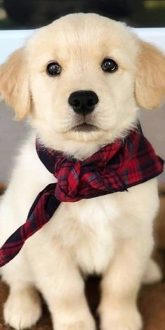 Animal Images Beautiful, White Golden Retriever Puppy Aesthetic, Cute Golden Retriever Puppy, Beautiful Dogs Photos, Chien Golden Retriever, Cute Fluffy Dogs, Cute Dog Wallpaper, Cute Dogs Images