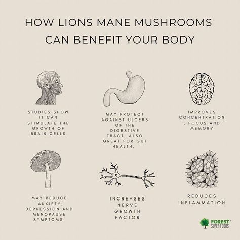 Lions Mane Benefits, Mushroom Benefits, Lions Mane, Body Study, Lions Mane Mushroom, Lion's Mane, Yarra Valley, Herbs For Health, Lion Mane