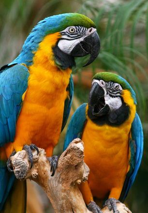 Pair of Colorful Parrots Wallpaper Dog Aesthetic, Animals And Pet Supplies, Blue And Gold Macaw, Blue Gold Macaw, Dog Tattoo Ideas, Birds Photography Nature, Wallpaper Dog, Colourful Birds, Aesthetic Dog