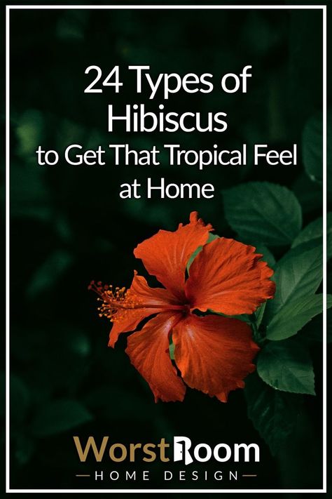 types of hibiscus China Rose, Hibiscus Flower, Flowers Garden, Hibiscus Flowers, Green Thumb, Rose Flower, The Earth, Different Types, Hibiscus