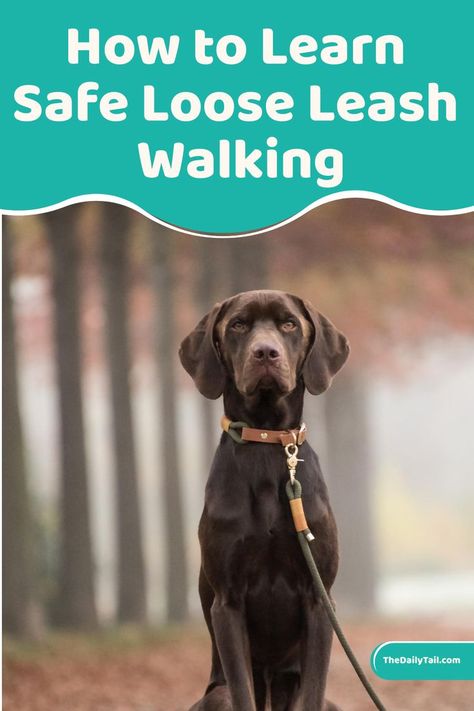 Loose leash is one of the best tools you have in your arsenal for learning safe and convenient walking with your puppy Loose Leash Walking, Dog Walks, Dog Tips, Dog Behavior, By Your Side, Walking By, Remember When, Dog Walking, A Walk