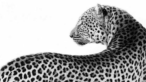 African Leopard, Laptop Backgrounds, Shotting Photo, Mac Wallpaper, Wallpaper Laptop, Macbook Wallpaper, Wallpapers Iphone, Black And White Aesthetic, Black N White