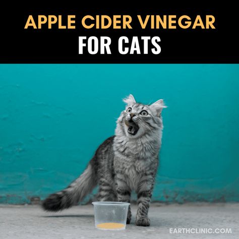 How to Give Apple Cider Vinegar to Cats Fleas On Kittens, Clean Cat Ears, Cat Remedies, Apple Cider Vinegar Remedies, Cat Urine Smells, Pet Remedies, Cat Repellant, Cat Urine, Cat Fleas