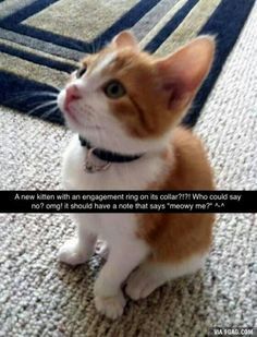 Cat Proposal, Funny Animal Memes, Animal Jokes, Proposal Ideas, Funny Animal Pictures, Cute Little Animals, Animal Memes, Cute Funny Animals, Crazy Cats