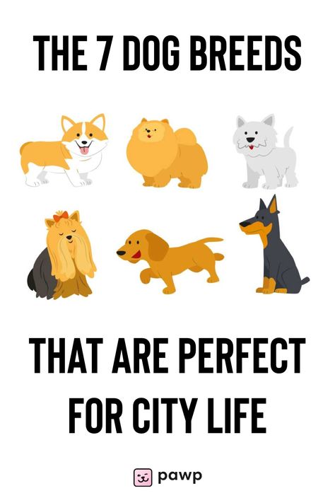 Living in the city usually means limited space, which often requires certain sacrifices. Fortunately for dog lovers, living in the city doesn’t mean you have to be completely pup-less. Friendly Dog Breeds, Apartment Dogs, City Dog, City Apartment, Best Cities, Be Better, Apartment Living, City Life, Dog Friends