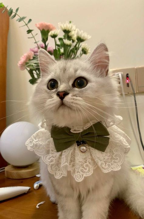 Cats With Accessories, Aesthetic Cat Clothes, Cat Clothes Aesthetic, Rich Cat Aesthetic, Aesthetic Cat Collar, Cat Outfit Aesthetic, Cat Aesthetic Outfit, Cat Collar Aesthetic, Cute Cat Outfits