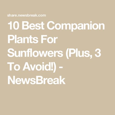 10 Best Companion Plants For Sunflowers (Plus, 3 To Avoid!) - NewsBreak Best Companion Plants, Breakfast Party Foods, Easy Dinner Casseroles, Culture Quotes, Summer Sunflower, Companion Plants, Etiquette And Manners, Breakfast Party, Helianthus Annuus