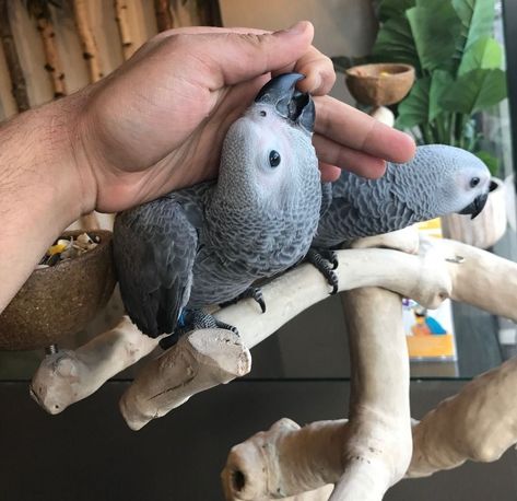 Talking Congo African Greys | Petzlover Congo African Grey, Illinois Chicago, Send Me A Message, African Grey, Hummingbirds, Send Me, Illinois, Reno, Chicago