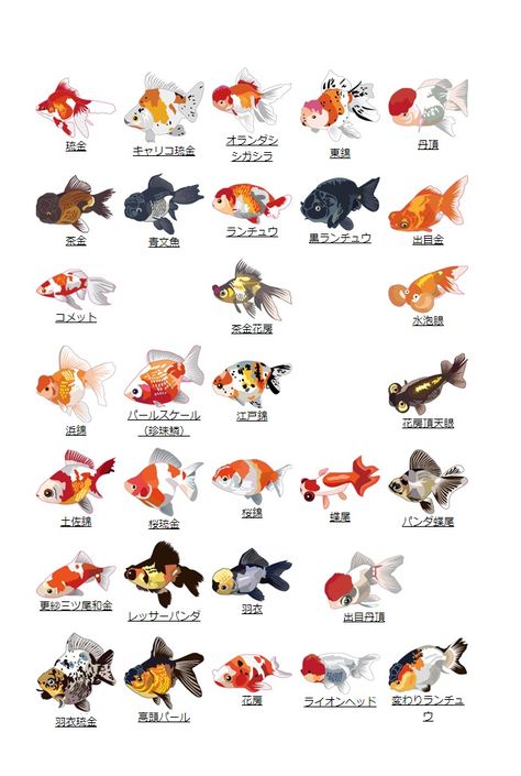 Ranchu Fish Tattoo, Ranchu Gold Fish Drawing, Types Of Goldfish, Goldfish Drawing, Koi Fish Colors, Goldfish Tattoo, Goldfish Types, Goldfish Art, Ikan Air Tawar