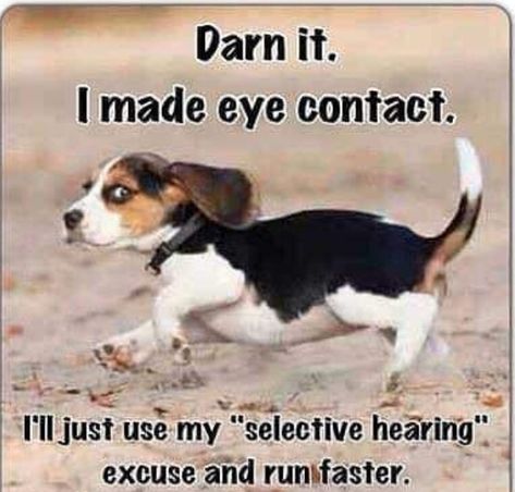 14 Funny Beagle Memes That Will Make You Smile! | Page 3 of 3 | PetPress Baby Beagle, Beagle Funny, Pocket Beagle, Cute Beagles, Beagle Mix, Beagle Puppy, Mia 3, Beagle Dog, Eye Contact