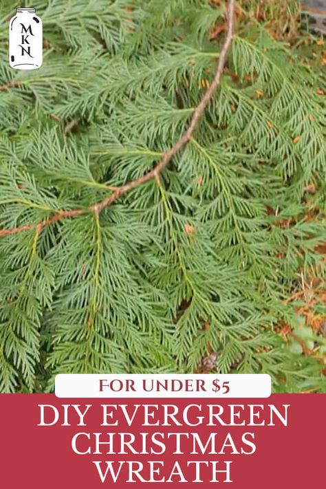 Learn how to make an old-fashioned evergreen wreath for your home this Christmas using natural elements in your yard with or without a wreath form. In true pioneer spirit, you can have beautiful, fresh Christmas decor all over your home for very little money (or even FREE!). Diy Christmas Wreaths Evergreen, How To Make A Cedar Wreath, How To Make An Evergreen Wreath, Diy Cedar Wreath, Cedar Christmas Decorations, Diy Evergreen Wreath, Making A Christmas Wreath, Diy Pine Wreath, How To Make A Christmas Wreath