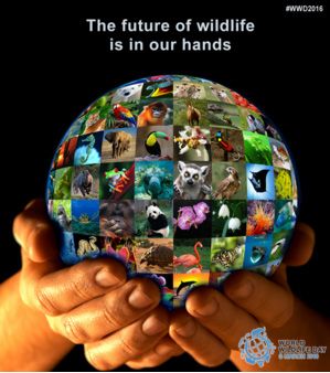 Time to celebrate and raise awareness of the world’s wild animals and plants. And educate the inextricable link between wildlife, people and sustainable development. It is the responsibility of each generation to safeguard wildlife for the following generation. It also imparts the pressing need for national action to ensure the survival in the wild of both charismatic and lesser known species. Native American Prophecies, World Wildlife Day, Wildlife Day, World Environment Day, Wildlife Conservation, Endangered Species, Time To Celebrate, Our Planet, Our World