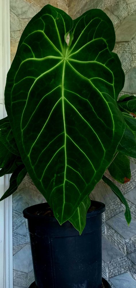 Anthurium magnificum Verde 2023 and still getting bigger. Anthurium Magnificum, Plants, Green