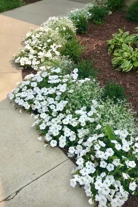 White And Green Flower Beds, White Flowers Landscaping, Garden With White Flowers, Front Door Flower Pots, White Gardens Design Inspiration, Green And White Gardens Landscapes, White Flower Landscaping, White Plumbago, White Flowers Outdoor