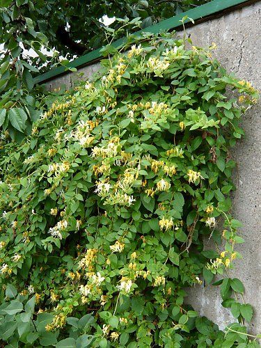 Climbers For Shade, Lonicera Japonica, Japanese Honeysuckle, Steel Architecture, California Garden, Dry Garden, Invasive Plants, Patio Wall, Backyard Pool Landscaping