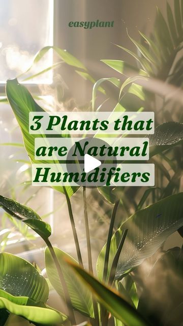 easyplant on Instagram: "3 plants that act as natural humidifiers 🌱  Thanks to these houseplant’s incredible benefits, you’ll never spend money on a humidifier again! From the Rubber Plant to the Parlor Palm, you can’t go wrong.   Which of these plants is calling your name?   #indoorplantsdecor #indoorplants #humidifier #airplants" Humidity Plants, Plant Aesthetics, Succulent Ideas, Best Humidifier, Parlor Palm, Rubber Plant, Respiratory Health, Humidifiers, Spend Money