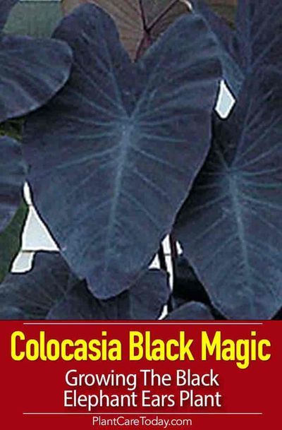 Black Elephant Ears, Elephant Ear Bulbs, Colocasia Esculenta, Alocasia Plant, Black Elephant, Goth Garden, Elephant Ear Plant, Purple Elephant, Black Garden