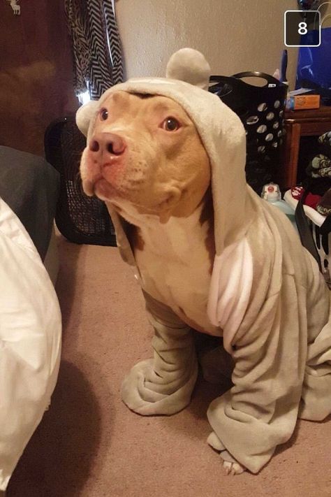 Dog Clothes Pitbull, Pitbull In Pajamas, Pitbull Outfits, Funny Pitbulls, Rescue Pitbull, House Hippo, Cute Animals Puppies, Very Cute Dogs, Really Cute Dogs