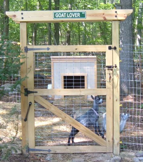 Goat House Sign, Pygmy Goat Pen, Pygmy Goat Care, Goat Life, Goat Fence, Goat Playground, Pygmy Goats, Goat Shelter, Goat Pen