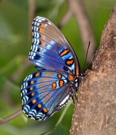 ✿ Blue Butterfly by Sandy Keeton ✿ Macro Fotografia, Photo Papillon, Regard Animal, Moth Caterpillar, Butterfly Photos, Soyut Sanat Tabloları, Beautiful Bugs, Butterfly Pictures, Butterfly Kisses