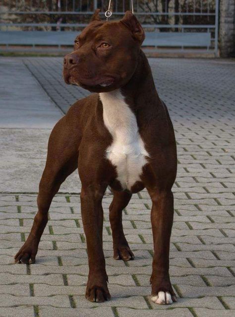 Pitbull Scary, Pitbulls Aesthetic, Pitbull Dog Breed, Bully Breeds Dogs, Big Dog Breeds, American Pitbull, Cute Dog Photos, Dogs Pitbull, Bully Dog