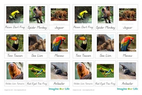 Animals of South America for the Montessori Wall Map & Quietbook with Free Printables from Imagine Our Life Animals Free Printable, South America Continent, Montessori Wall, Rainforest Theme, Montessori Geography, America Memes, South America Map, Montessori Lessons, Teaching Geography