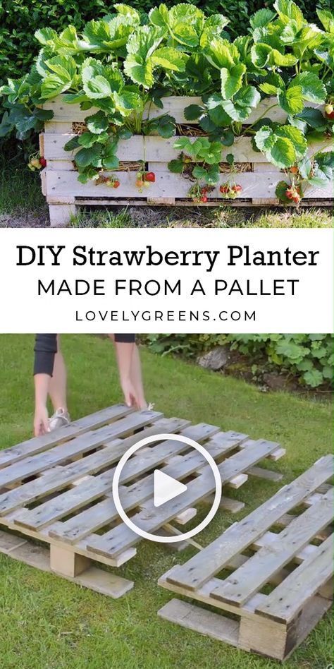 Diy Strawberry Planter, Strawberry Planters Diy, Pallet Planter Diy, Strawberries In Containers, Strawberry Planter, Strawberry Planters, Strawberry Garden, Pallet Planter, Growing Strawberries