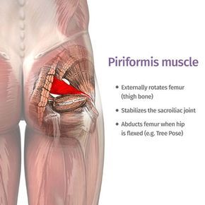 Understanding how your piriformis muscle can cause pain Piriformis Syndrome Exercises, Tight It Band, Piriformis Muscle, Piriformis Stretch, Piriformis Syndrome, Yoga Anatomy, Psoas Muscle, Muscle Anatomy, Sciatic Nerve Pain