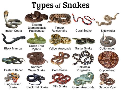 Different Kinds Of Snakes, Different Types Of Snakes, Snake Names Ideas, Snake Types, Snakes Species, Snake Names, Types Of Snakes, Snake Information, Snake Pictures