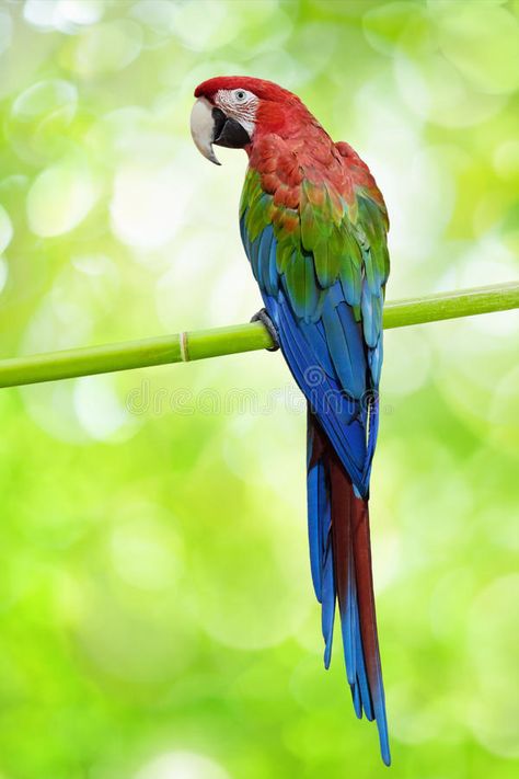 Photo about Exotic bird, big colourful parrot on bamboo stem, green background. Image of bamboo, bird, exotic - 34057071 Parrot Painting, Parrots Art, Funny Parrots, Macaw Parrot, African Grey Parrot, Colorful Parrots, Image Nature, Bird Wallpaper, Parrot Bird