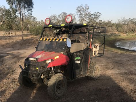 Bulldog thinks he’s a pig dog Pig Hunting Dogs, Pig Hunting, Pig Dog, Hunting Dogs, Bulldog, Monster Trucks, Hunting, Australia, Dogs