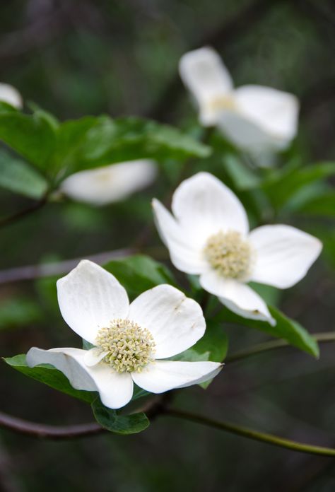 Dogwood Flower Tattoos, Pacific Dogwood, Moonlight Garden, Dogwood Tree, The Cascades, Sky Art Painting, Easter Morning, Macro Flower, Dogwood Trees