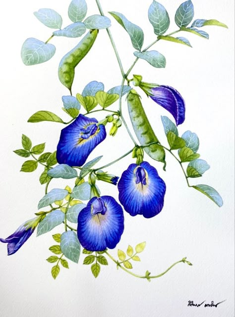 Butterfly Pea, Watercolor Flower Art, Flower Art Images, Small Canvas Art, Watercolor Art Lessons, Botanical Painting, Indian Art Paintings, Botanical Drawings, Amazing Art Painting