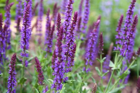 Salvia x sylvestris 'Mainacht' (Wood Sage) May Night Salvia, Late Spring, Cottage Garden, Deep Purple, 30 Years, Blue Flowers, Plants, Wood, Flowers