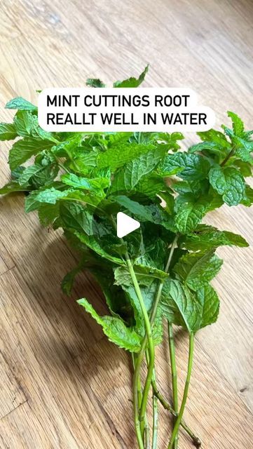 Outdoor Gardening Tips | Organic Garden Designer on Instagram: "Fancy having mint over winter? Or growing it on for next spring? 

Lots of people put cello tape on the glass to help the cuttings stand up but why not reuse a lemon bag. #reuserecycle 

Mint roots really well in water - it’s a bit of a thug plant and will take over so I grow it in pots in a shady corner as it hates full sun. Nothing nicer than organic mint tea ☕️

If you’ve found me today, then I’m all about lifting people up, growing organic biodiverse gardens & not taking myself or life too seriously - doing a job you love means it doesn’t feel like work. 💚 

Swipe left & follow for… 
🪴Planting advice 
🌳Organic gardening tips 
👩🏼‍🌾Design and planting planning help 
😉 And a couple of giggles along the way 

Always hap Mint In Water, Lemon Bag, Tips Design, Planting Plan, Garden Designer, Mint Tea, Organic Gardening Tips, Organic Garden, Meaning Of Love