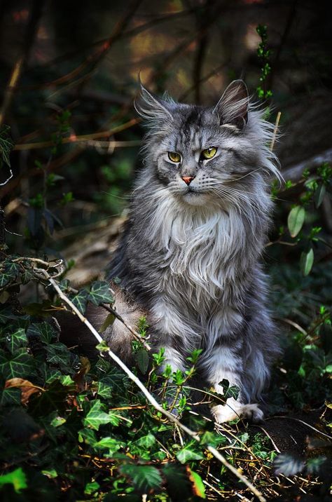 Warrior Graphics, Cat Anatomy, Warrior Cat Oc, Rare Cats, Cat Oc, Forest Cat, Cat Pose, Norwegian Forest Cat, Cat Photography